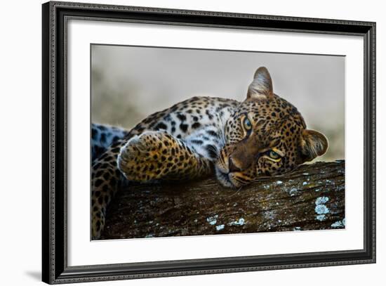 Leopard (Panthera Pardus) Lying on a Tree, Ndutu, Ngorongoro Conservation Area, Tanzania--Framed Photographic Print