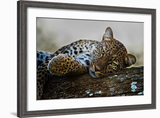 Leopard (Panthera Pardus) Lying on a Tree, Ndutu, Ngorongoro Conservation Area, Tanzania-null-Framed Photographic Print