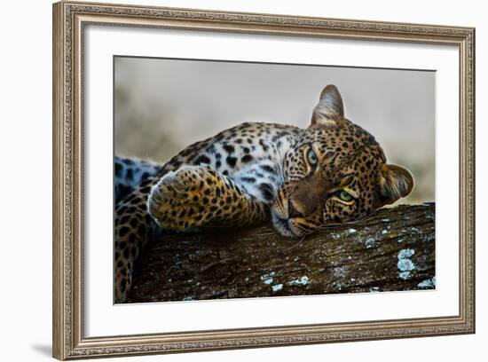 Leopard (Panthera Pardus) Lying on a Tree, Ndutu, Ngorongoro Conservation Area, Tanzania-null-Framed Photographic Print