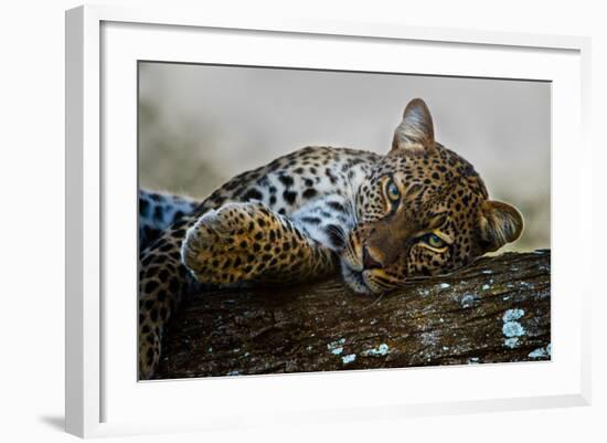 Leopard (Panthera Pardus) Lying on a Tree, Ndutu, Ngorongoro Conservation Area, Tanzania-null-Framed Photographic Print