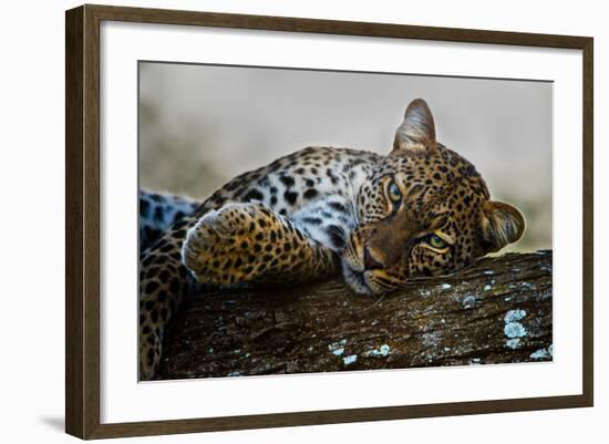 Leopard (Panthera Pardus) Lying on a Tree, Ndutu, Ngorongoro Conservation Area, Tanzania-null-Framed Photographic Print