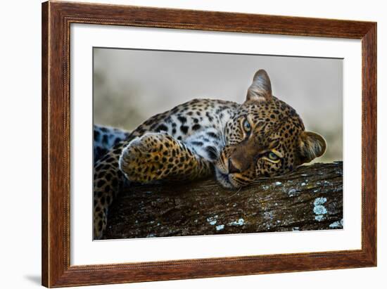 Leopard (Panthera Pardus) Lying on a Tree, Ndutu, Ngorongoro Conservation Area, Tanzania-null-Framed Photographic Print