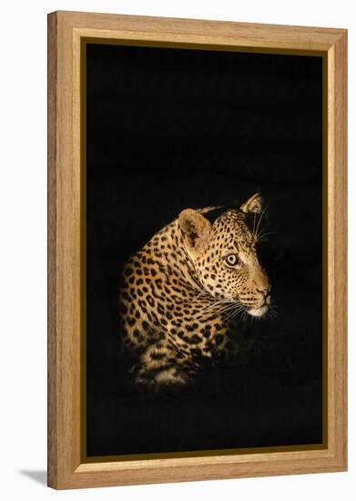 Leopard (Panthera Pardus), Madikwe Game Reserve, South Africa, Africa-Ann and Steve Toon-Framed Premier Image Canvas