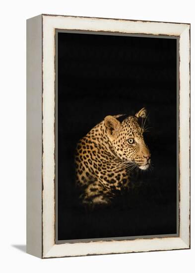 Leopard (Panthera Pardus), Madikwe Game Reserve, South Africa, Africa-Ann and Steve Toon-Framed Premier Image Canvas