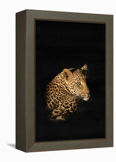 Leopard (Panthera Pardus), Madikwe Game Reserve, South Africa, Africa-Ann and Steve Toon-Framed Premier Image Canvas