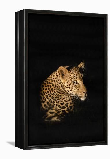 Leopard (Panthera Pardus), Madikwe Game Reserve, South Africa, Africa-Ann and Steve Toon-Framed Premier Image Canvas