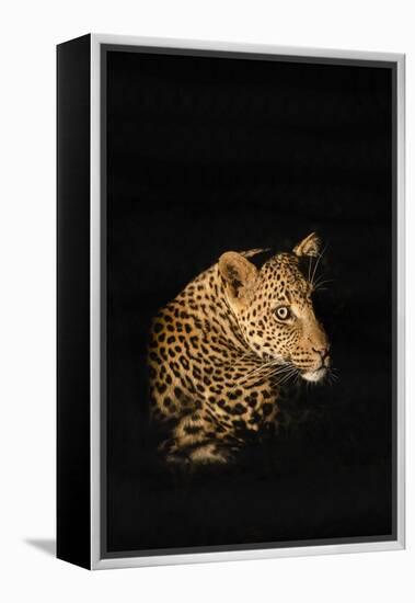 Leopard (Panthera Pardus), Madikwe Game Reserve, South Africa, Africa-Ann and Steve Toon-Framed Premier Image Canvas