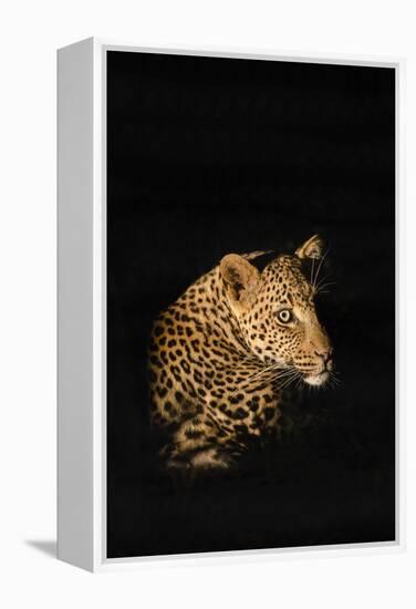 Leopard (Panthera Pardus), Madikwe Game Reserve, South Africa, Africa-Ann and Steve Toon-Framed Premier Image Canvas