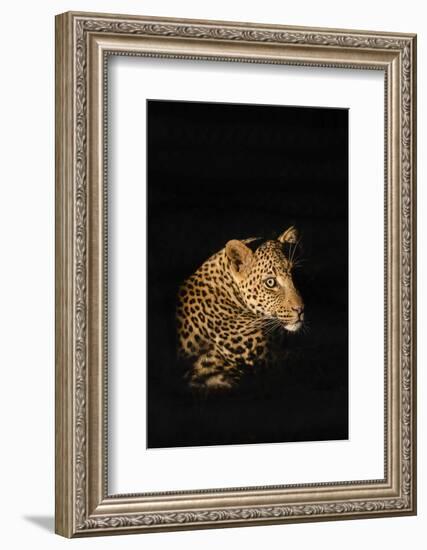 Leopard (Panthera Pardus), Madikwe Game Reserve, South Africa, Africa-Ann and Steve Toon-Framed Photographic Print