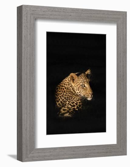 Leopard (Panthera Pardus), Madikwe Game Reserve, South Africa, Africa-Ann and Steve Toon-Framed Photographic Print