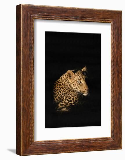 Leopard (Panthera Pardus), Madikwe Game Reserve, South Africa, Africa-Ann and Steve Toon-Framed Photographic Print