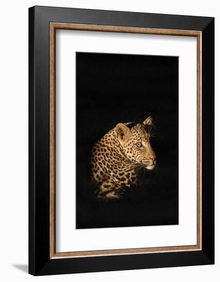 Leopard (Panthera Pardus), Madikwe Game Reserve, South Africa, Africa-Ann and Steve Toon-Framed Photographic Print