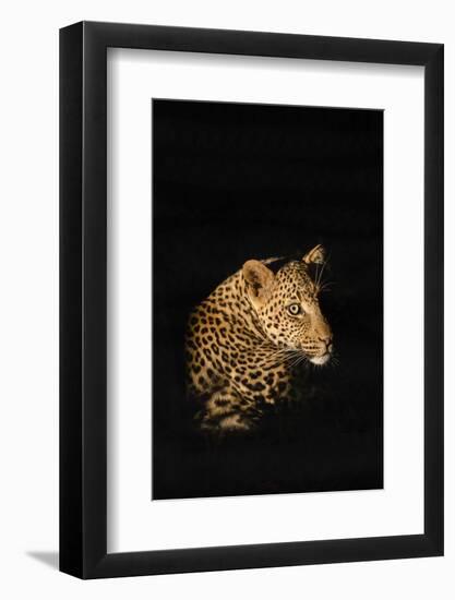 Leopard (Panthera Pardus), Madikwe Game Reserve, South Africa, Africa-Ann and Steve Toon-Framed Photographic Print