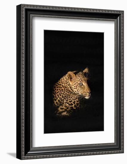 Leopard (Panthera Pardus), Madikwe Game Reserve, South Africa, Africa-Ann and Steve Toon-Framed Photographic Print