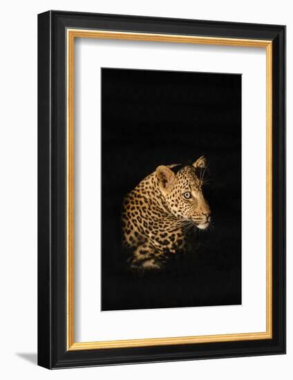 Leopard (Panthera Pardus), Madikwe Game Reserve, South Africa, Africa-Ann and Steve Toon-Framed Photographic Print