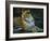 Leopard (Panthera Pardus), Mala Mala Game Reserve, Sabi Sand Park, South Africa, Africa-Sergio Pitamitz-Framed Photographic Print