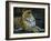 Leopard (Panthera Pardus), Mala Mala Game Reserve, Sabi Sand Park, South Africa, Africa-Sergio Pitamitz-Framed Photographic Print