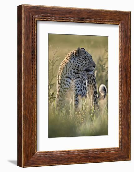 Leopard (Panthera pardus), male, Kgalagadi Transfrontier Park, South Africa, Africa-James Hager-Framed Photographic Print