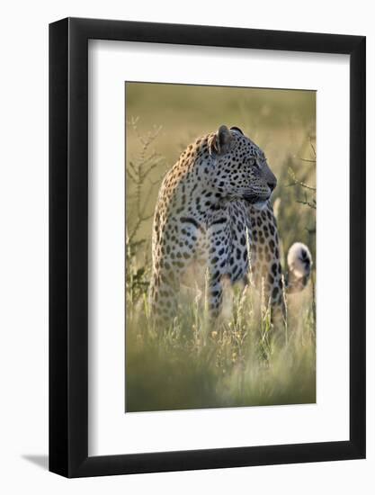 Leopard (Panthera pardus), male, Kgalagadi Transfrontier Park, South Africa, Africa-James Hager-Framed Photographic Print