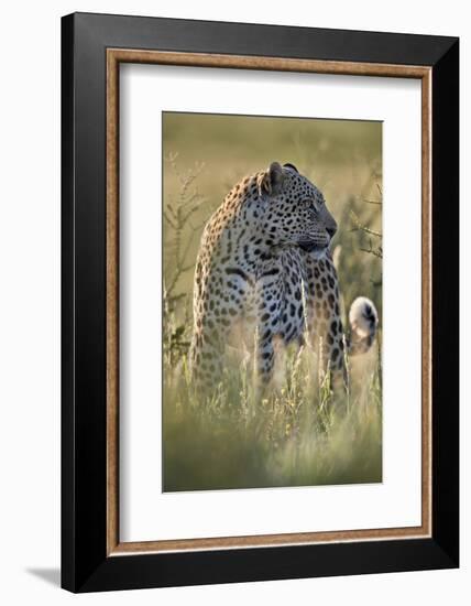 Leopard (Panthera pardus), male, Kgalagadi Transfrontier Park, South Africa, Africa-James Hager-Framed Photographic Print