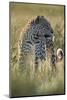 Leopard (Panthera pardus), male, Kgalagadi Transfrontier Park, South Africa, Africa-James Hager-Mounted Photographic Print