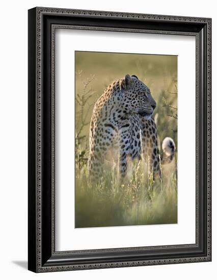 Leopard (Panthera pardus), male, Kgalagadi Transfrontier Park, South Africa, Africa-James Hager-Framed Photographic Print