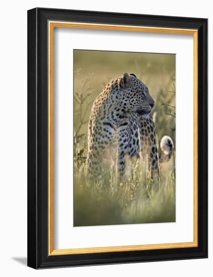 Leopard (Panthera pardus), male, Kgalagadi Transfrontier Park, South Africa, Africa-James Hager-Framed Photographic Print