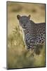 Leopard (Panthera pardus), male, Kgalagadi Transfrontier Park, South Africa, Africa-James Hager-Mounted Photographic Print