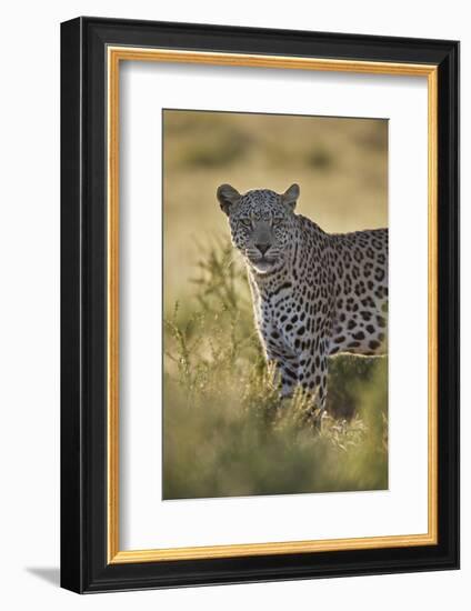 Leopard (Panthera pardus), male, Kgalagadi Transfrontier Park, South Africa, Africa-James Hager-Framed Photographic Print