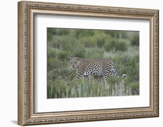 Leopard (Panthera pardus), male, Kgalagadi Transfrontier Park, South Africa, Africa-James Hager-Framed Photographic Print