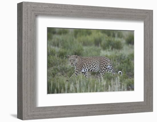 Leopard (Panthera pardus), male, Kgalagadi Transfrontier Park, South Africa, Africa-James Hager-Framed Photographic Print