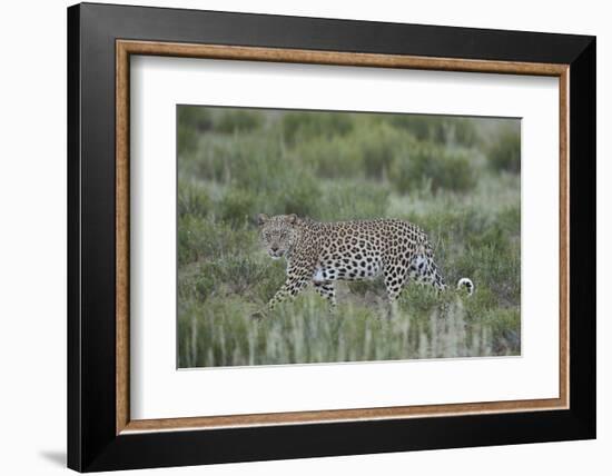 Leopard (Panthera pardus), male, Kgalagadi Transfrontier Park, South Africa, Africa-James Hager-Framed Photographic Print