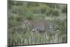 Leopard (Panthera pardus), male, Kgalagadi Transfrontier Park, South Africa, Africa-James Hager-Mounted Photographic Print