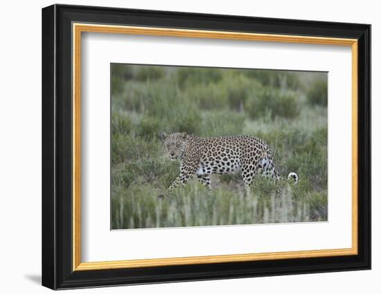 Leopard (Panthera pardus), male, Kgalagadi Transfrontier Park, South Africa, Africa-James Hager-Framed Photographic Print