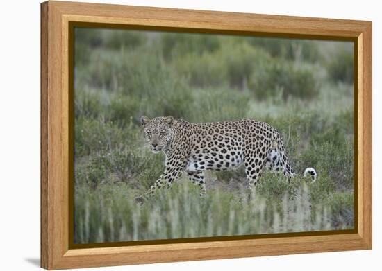 Leopard (Panthera pardus), male, Kgalagadi Transfrontier Park, South Africa, Africa-James Hager-Framed Premier Image Canvas