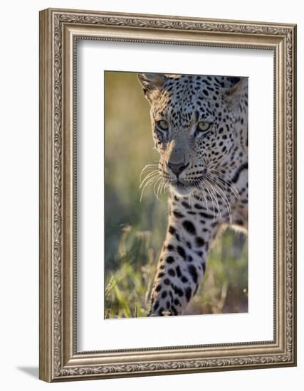 Leopard (Panthera pardus), male, Kgalagadi Transfrontier Park, South Africa, Africa-James Hager-Framed Photographic Print