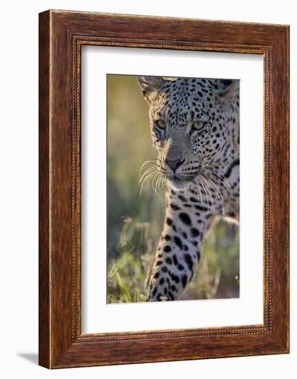 Leopard (Panthera pardus), male, Kgalagadi Transfrontier Park, South Africa, Africa-James Hager-Framed Photographic Print