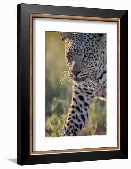 Leopard (Panthera pardus), male, Kgalagadi Transfrontier Park, South Africa, Africa-James Hager-Framed Photographic Print