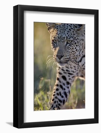 Leopard (Panthera pardus), male, Kgalagadi Transfrontier Park, South Africa, Africa-James Hager-Framed Photographic Print