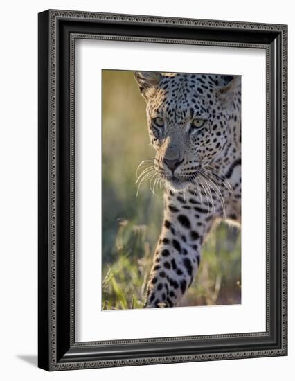 Leopard (Panthera pardus), male, Kgalagadi Transfrontier Park, South Africa, Africa-James Hager-Framed Photographic Print