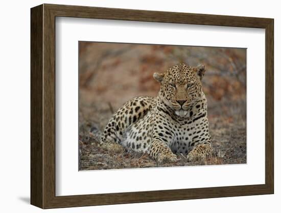 Leopard (Panthera pardus), male, Kruger National Park, South Africa, Africa-James Hager-Framed Photographic Print