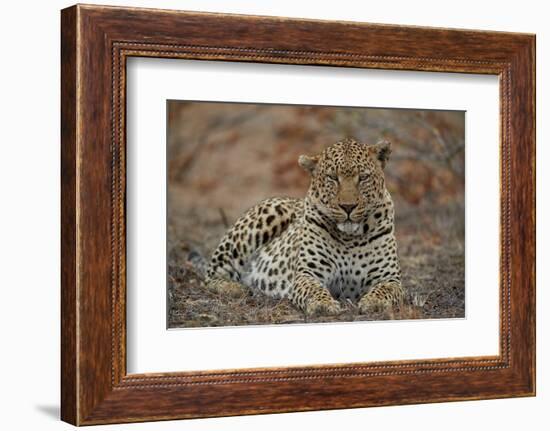 Leopard (Panthera pardus), male, Kruger National Park, South Africa, Africa-James Hager-Framed Photographic Print