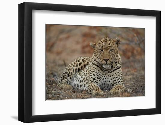 Leopard (Panthera pardus), male, Kruger National Park, South Africa, Africa-James Hager-Framed Photographic Print
