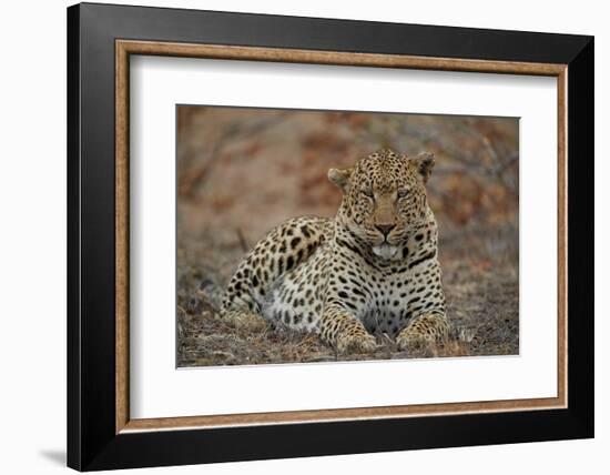Leopard (Panthera pardus), male, Kruger National Park, South Africa, Africa-James Hager-Framed Photographic Print