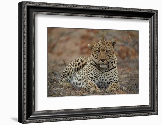 Leopard (Panthera pardus), male, Kruger National Park, South Africa, Africa-James Hager-Framed Photographic Print