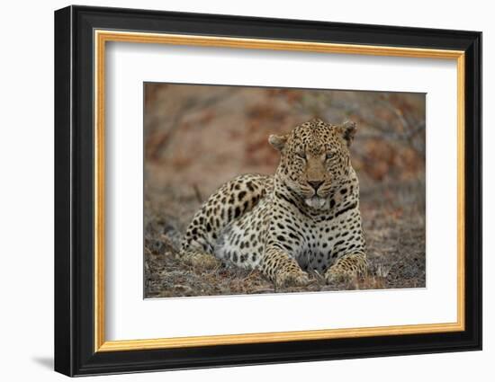 Leopard (Panthera pardus), male, Kruger National Park, South Africa, Africa-James Hager-Framed Photographic Print