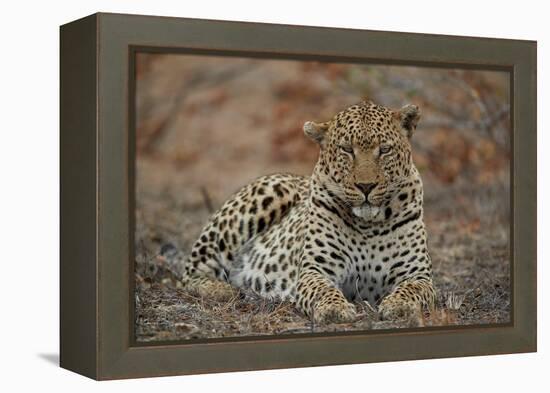 Leopard (Panthera pardus), male, Kruger National Park, South Africa, Africa-James Hager-Framed Premier Image Canvas