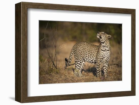 Leopard (Panthera Pardus) Male Looking Up at His Kill in the Tree-Wim van den Heever-Framed Photographic Print