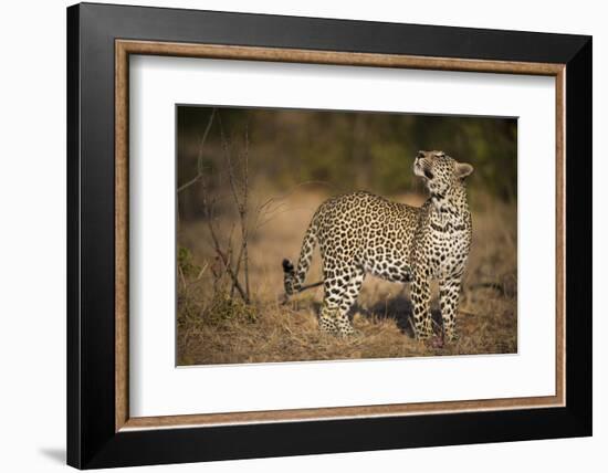 Leopard (Panthera Pardus) Male Looking Up at His Kill in the Tree-Wim van den Heever-Framed Photographic Print