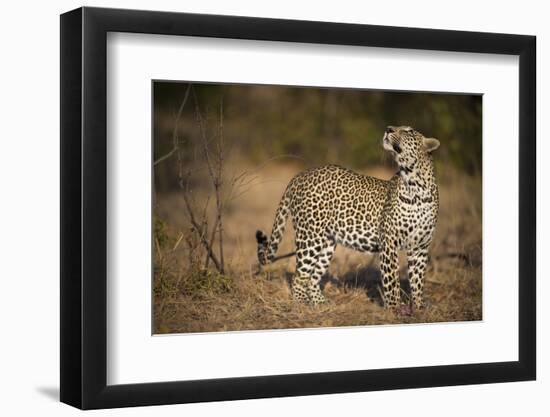 Leopard (Panthera Pardus) Male Looking Up at His Kill in the Tree-Wim van den Heever-Framed Photographic Print